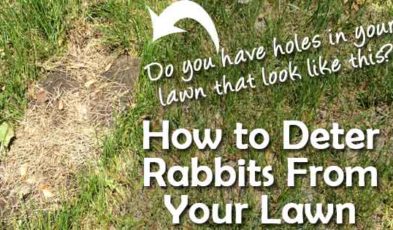 rabbit deterrent