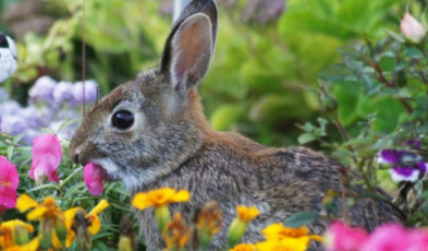 Best repellents for keeping rabbits out of garden