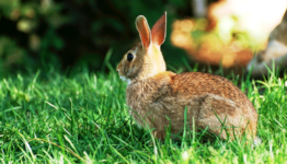 Which Rabbit Repellents Work Best?