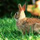 Which Rabbit Repellents Work Best?