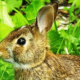 Organic Rabbit Repellents