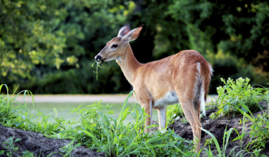 Deer Repellent for Plants