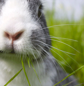 Rabbit Resistant Plants