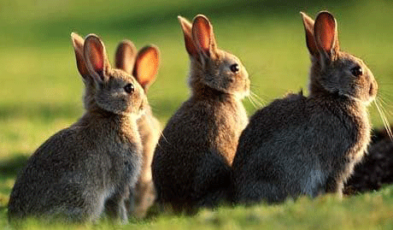 Rabbit Population Control