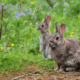 Different Types of Rabbit Traps
